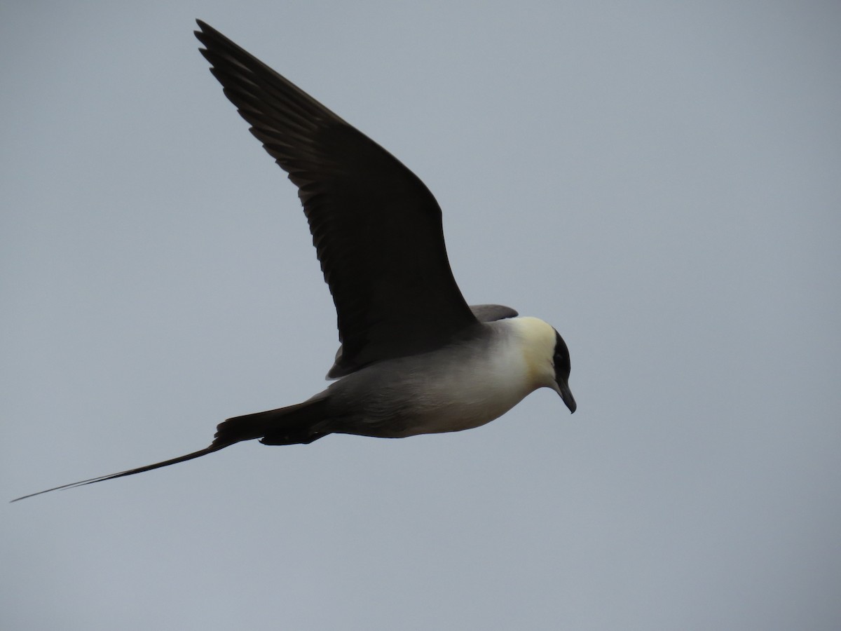 Long-tailed Jaeger - ML187250821