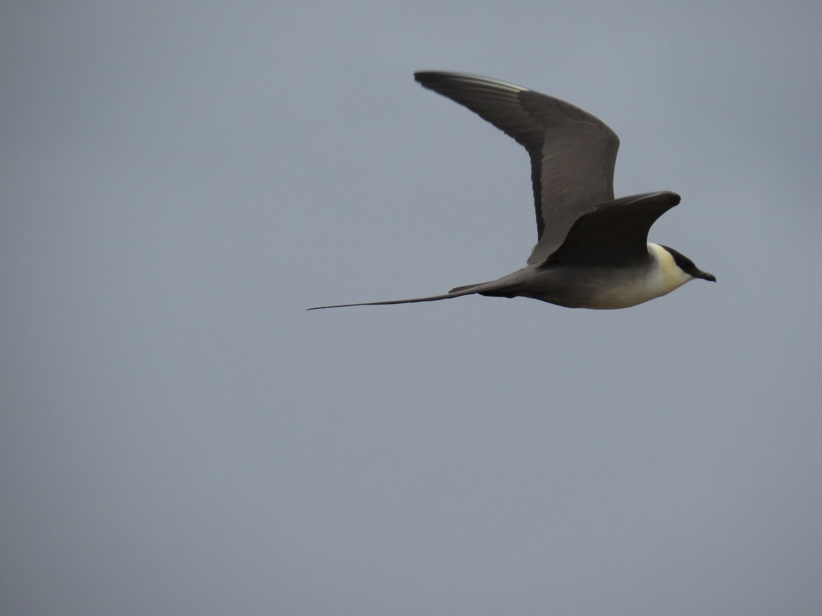 Long-tailed Jaeger - ML187250831
