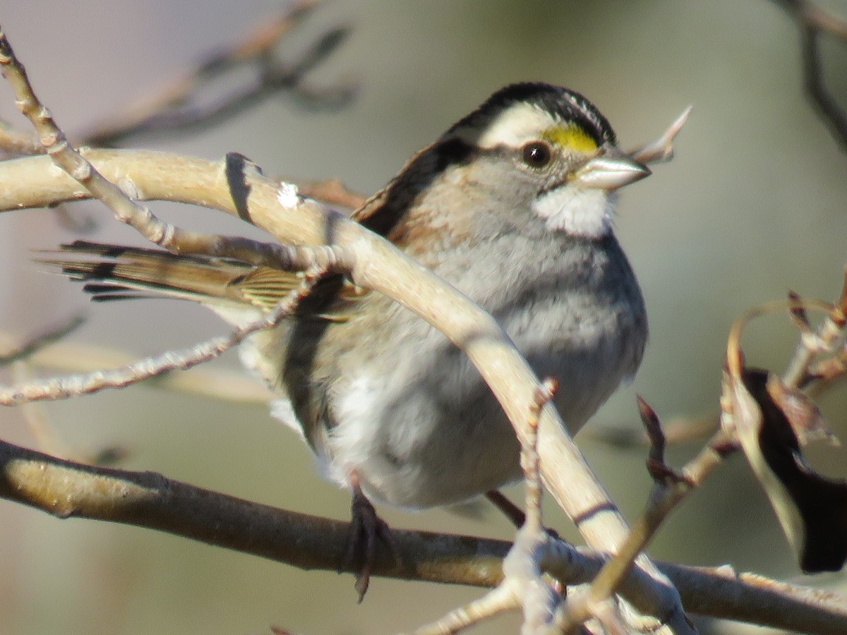 White-throated Sparrow - ML187252011