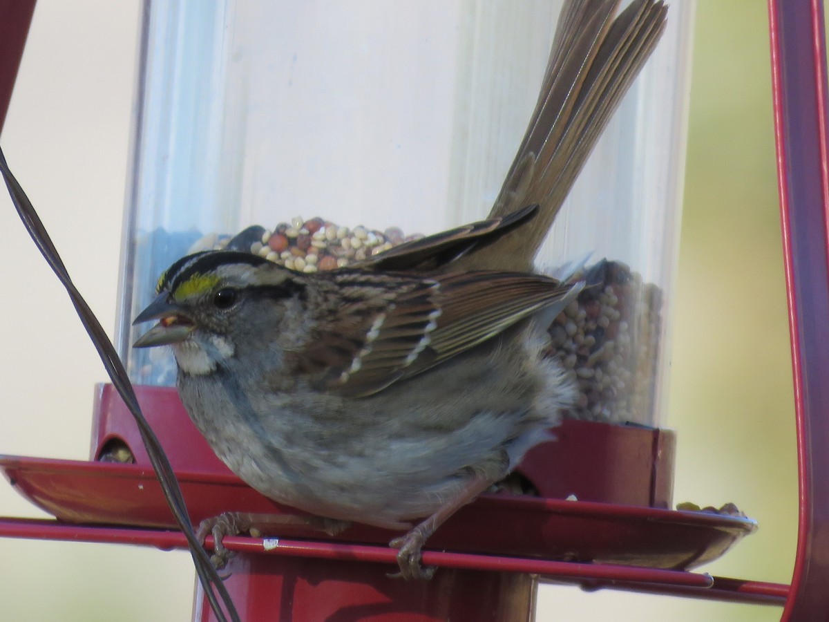 White-throated Sparrow - ML187252031