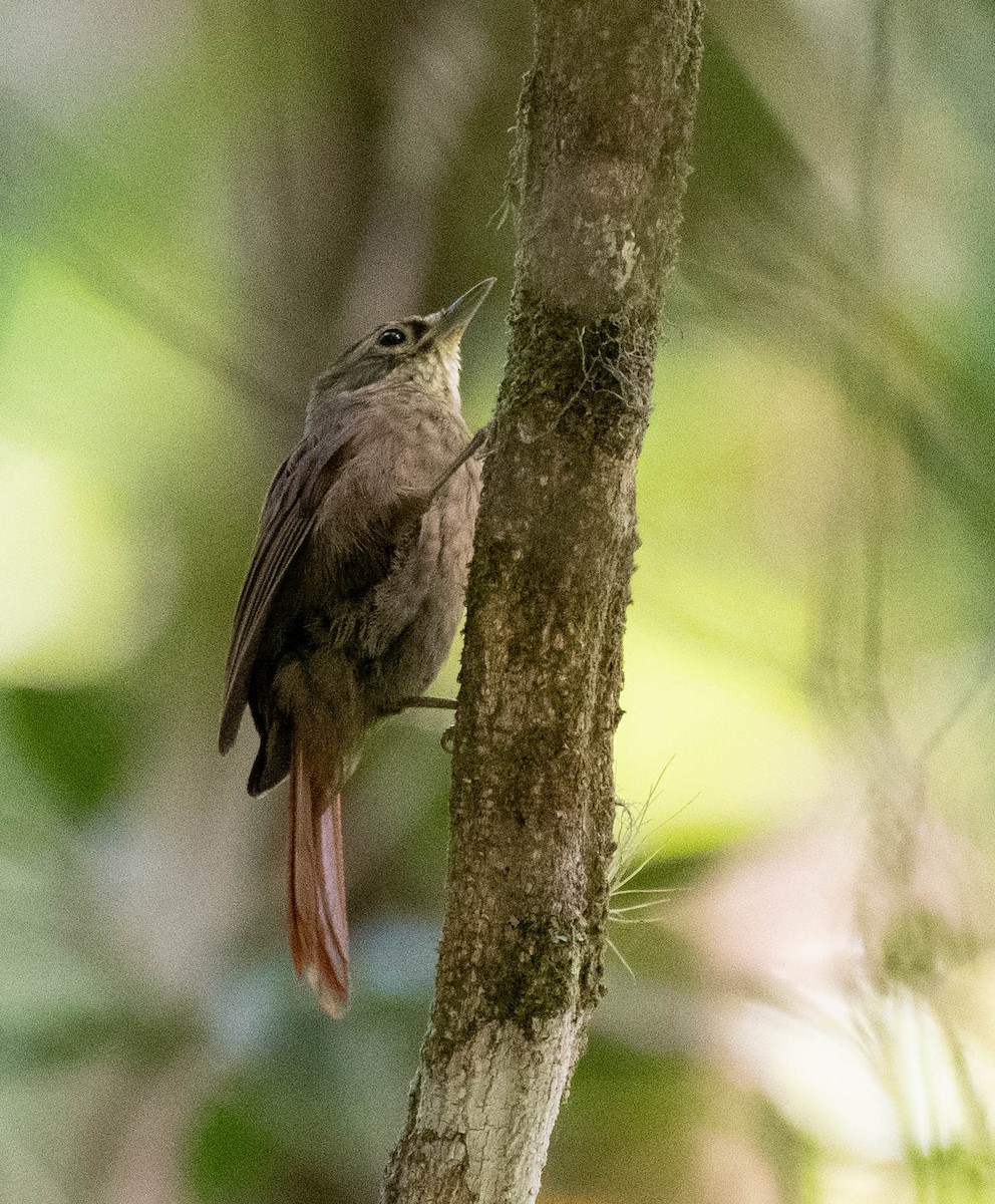 Scaly-throated Foliage-gleaner - Ryan Andrews