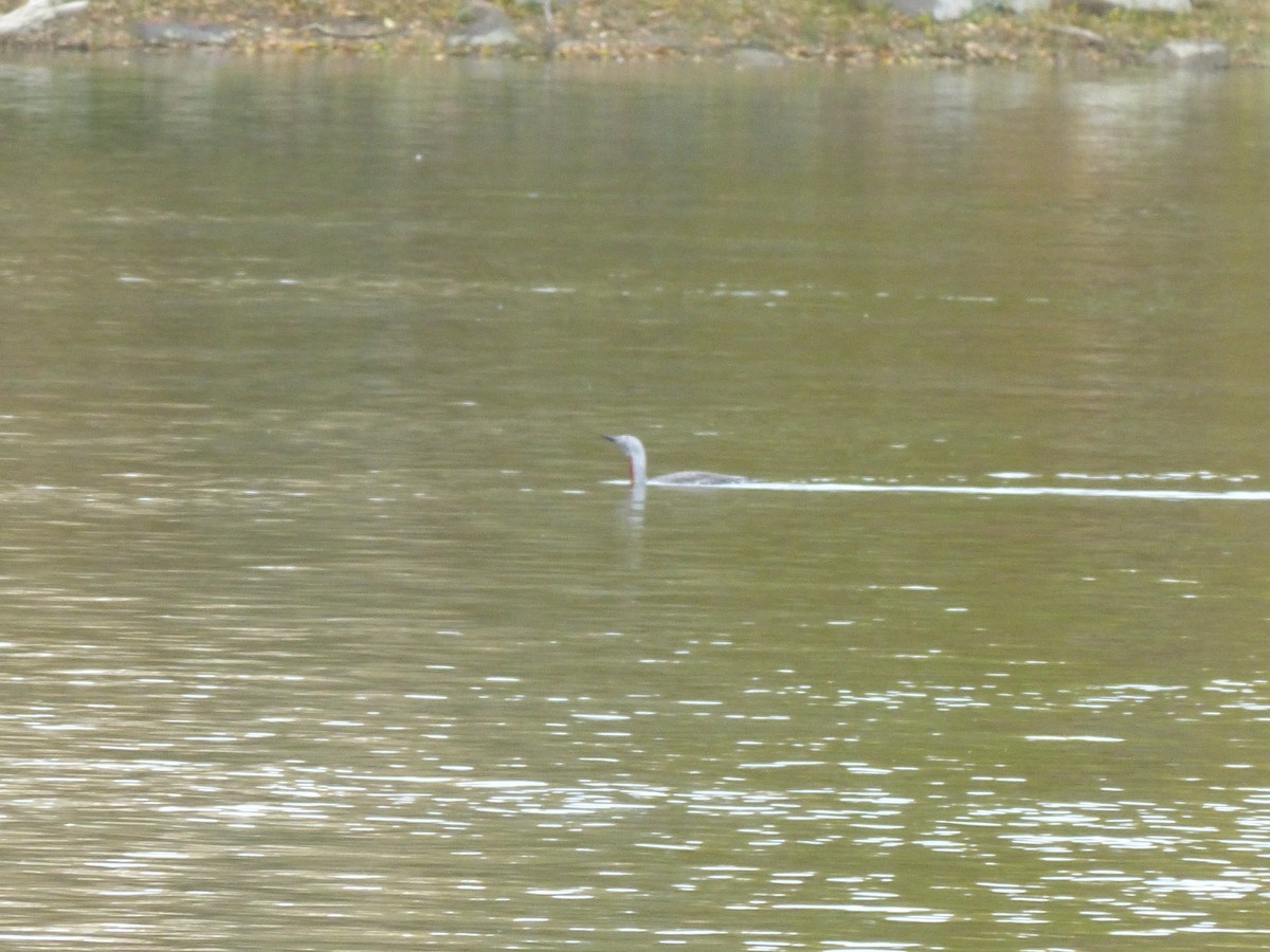 Red-throated Loon - ML187257231