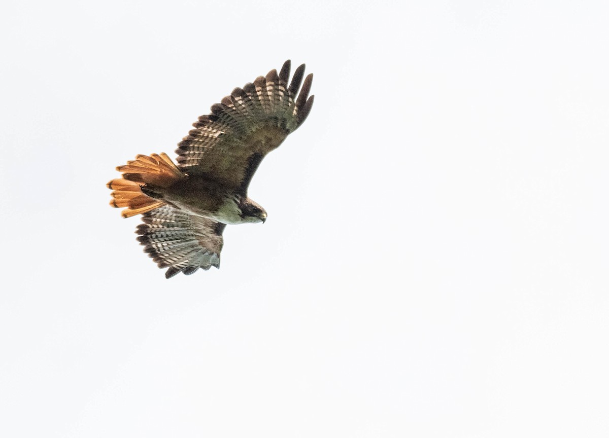 Red-tailed Hawk (costaricensis) - ML187258451