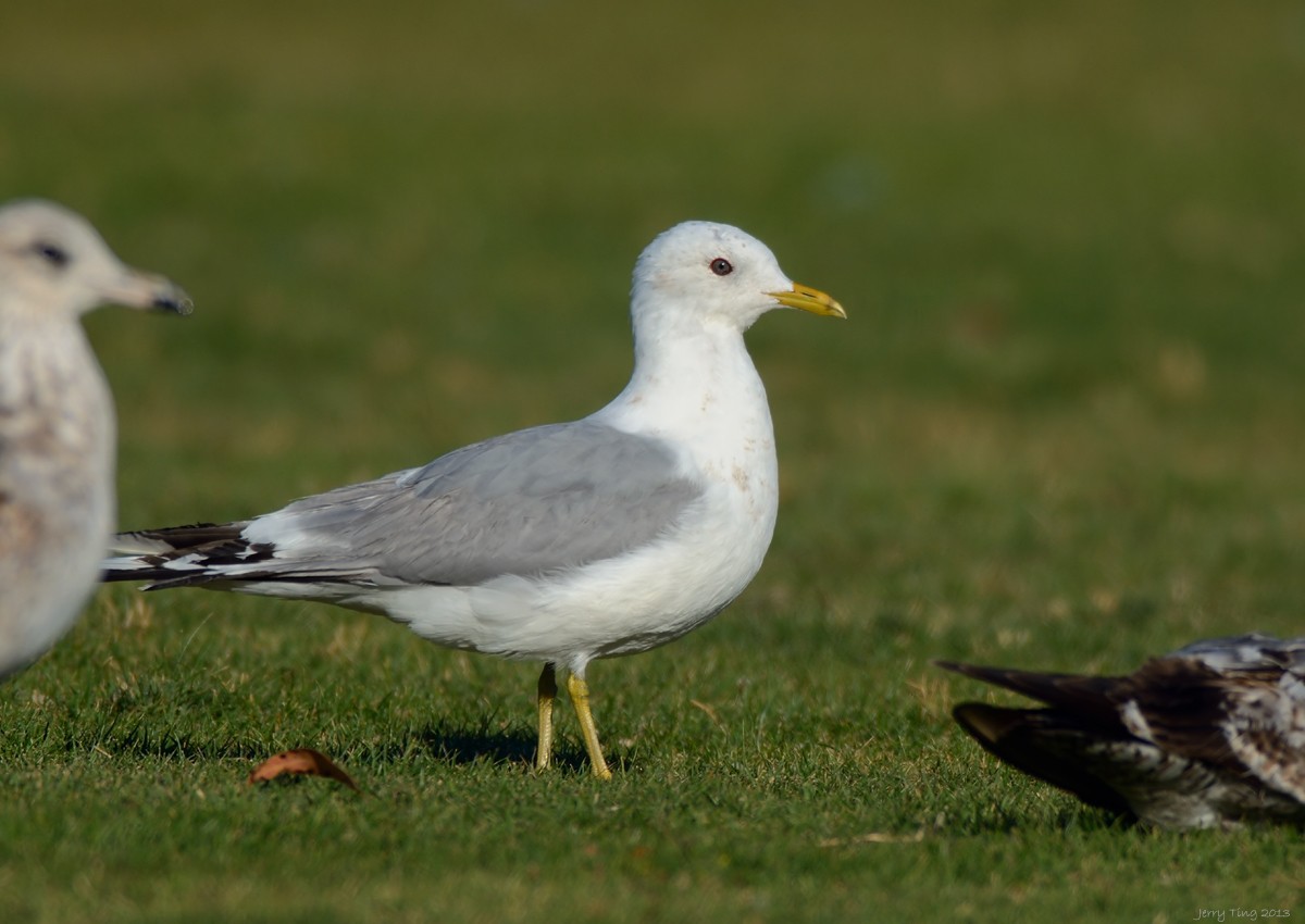 Short-billed Gull - Jerry Ting