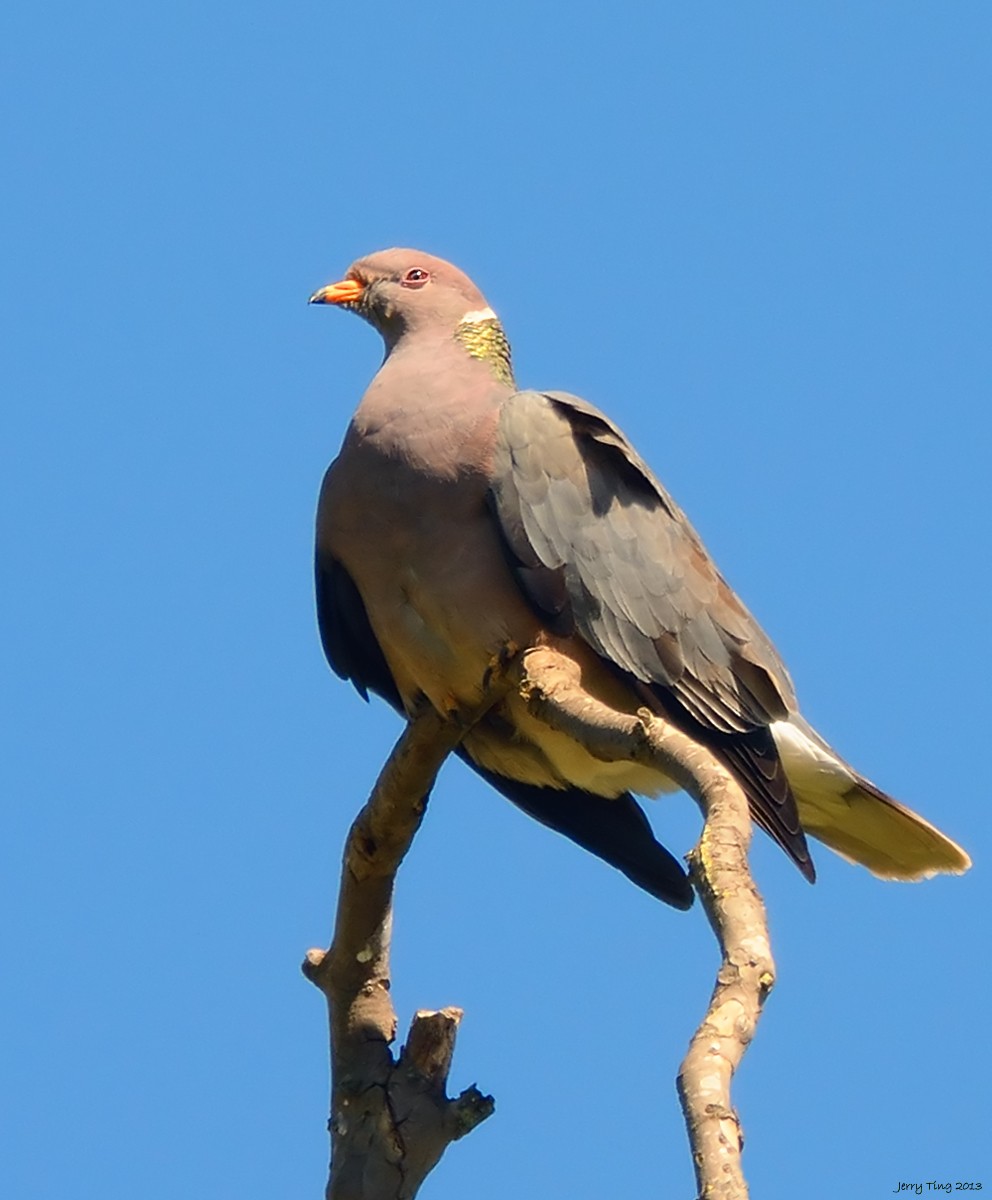 Band-tailed Pigeon - Jerry Ting