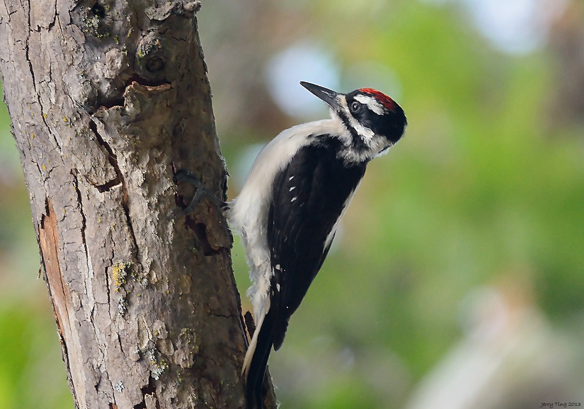 Hairy Woodpecker - Jerry Ting