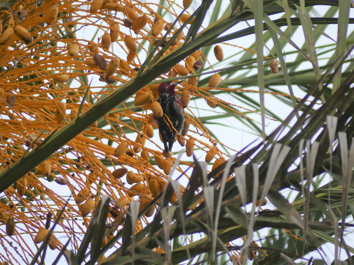 Red-breasted Sapsucker - ML187260401