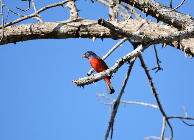 Painted Bunting - ML187261121
