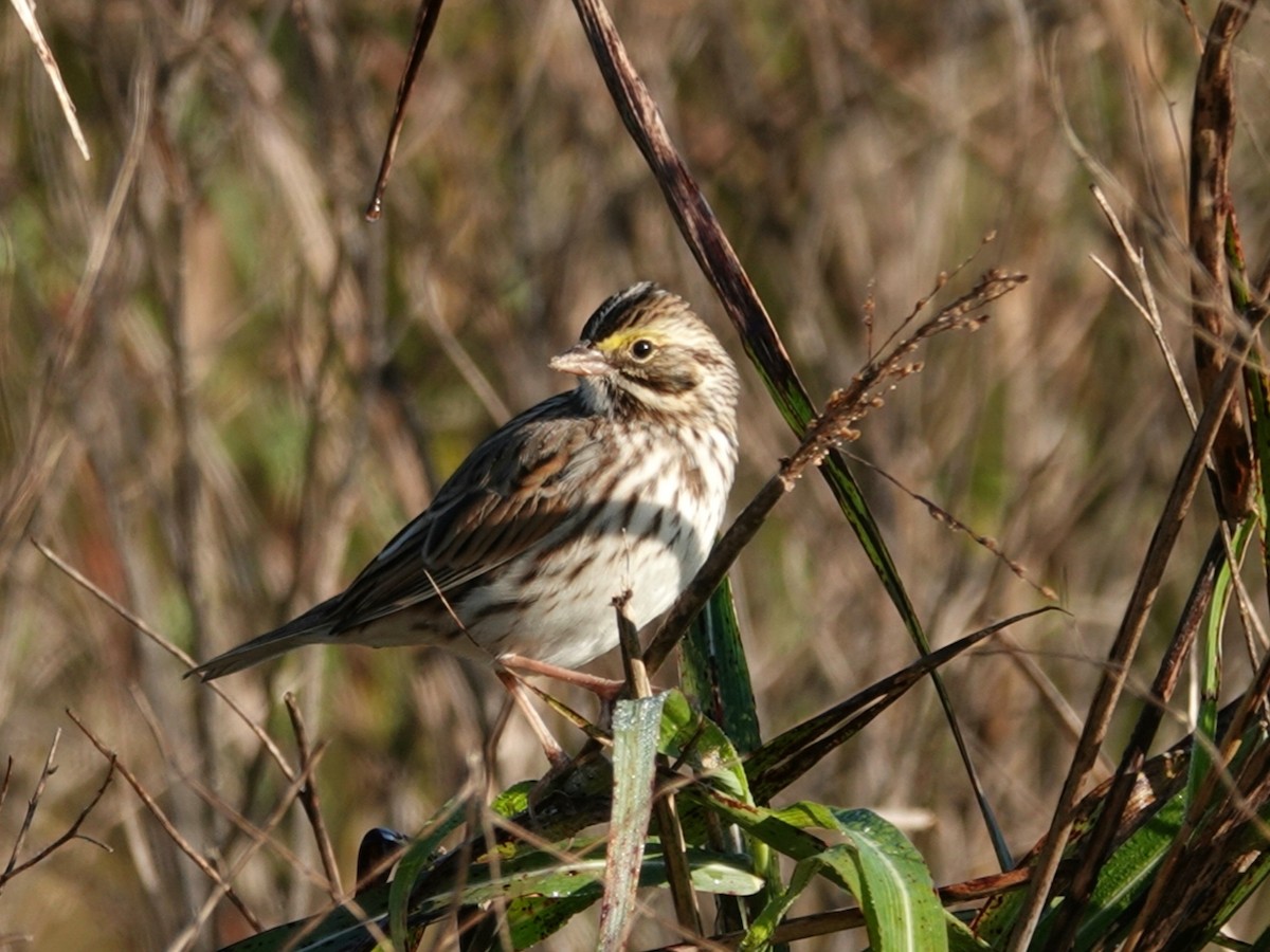 Savannah Sparrow - deborah grimes
