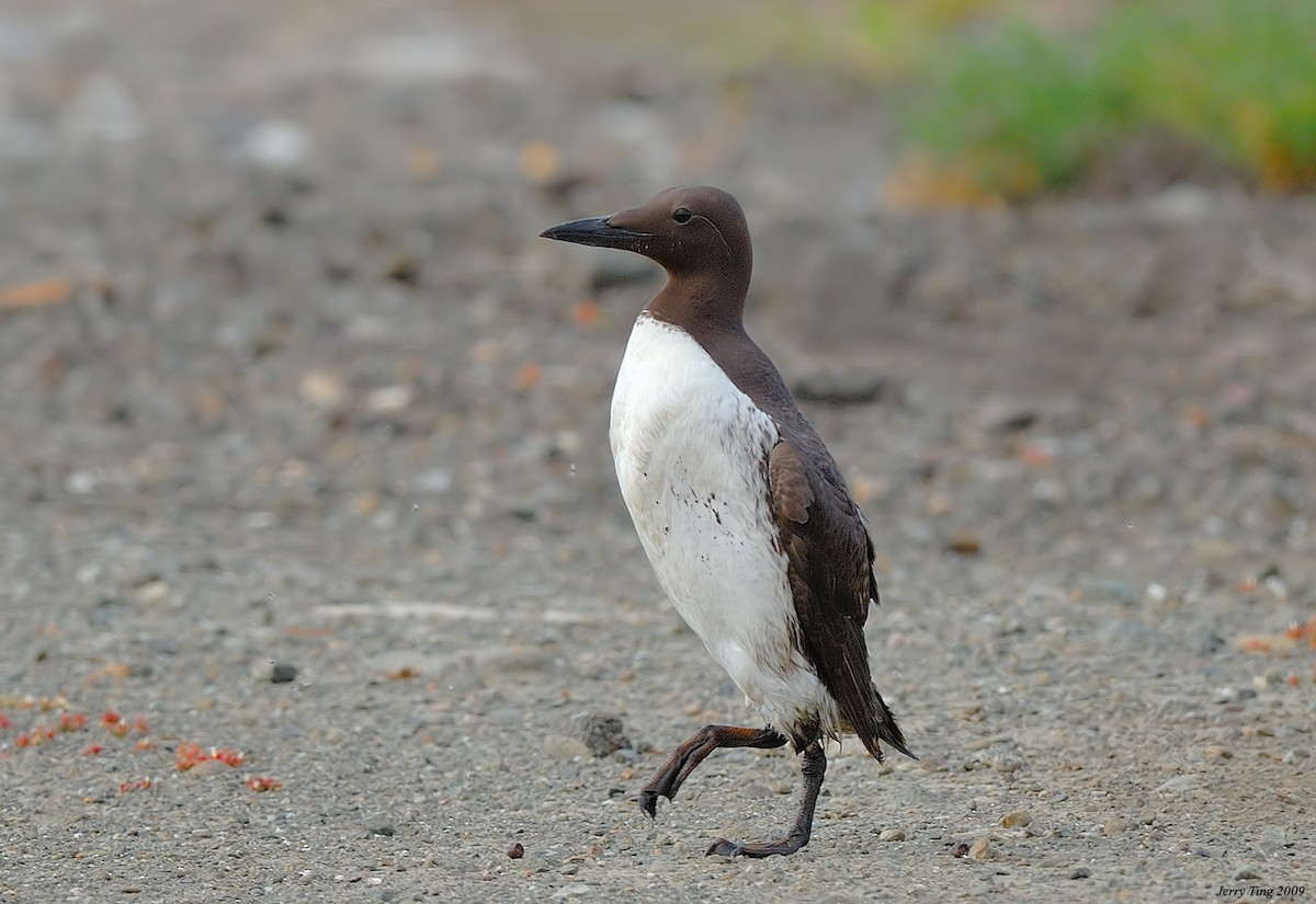 Common Murre - Jerry Ting