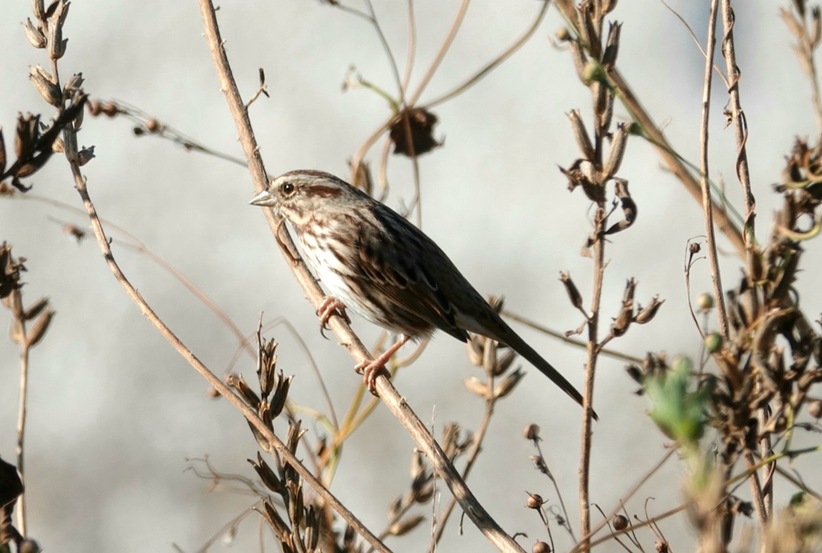 Song Sparrow - deborah grimes