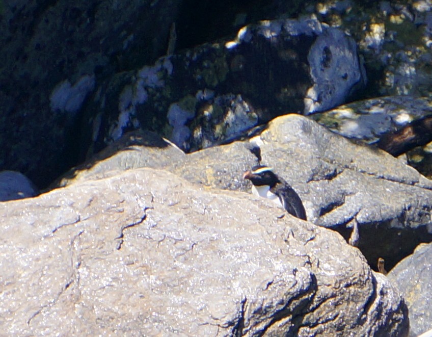 Fiordland Penguin - ML187265141