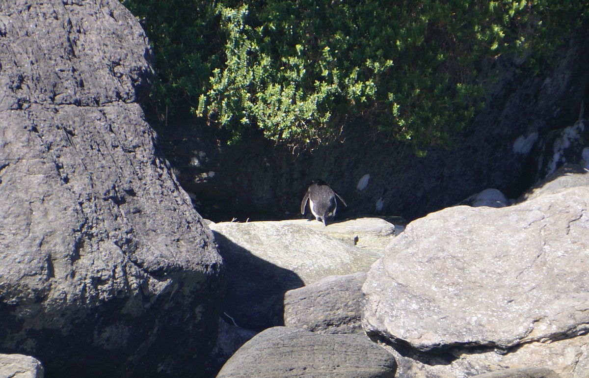 Fiordland Penguin - ML187265261
