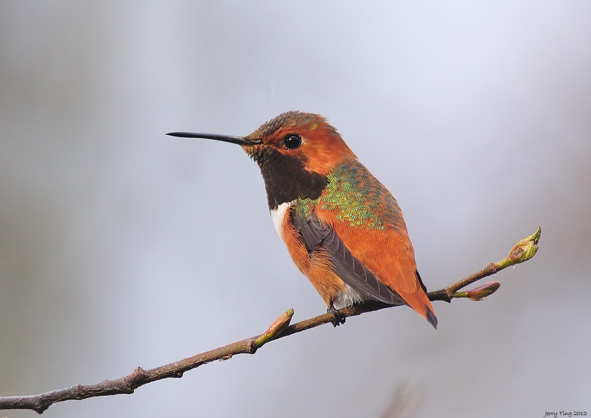 Allen's Hummingbird - Jerry Ting