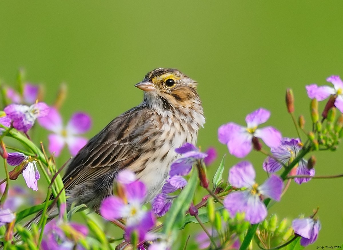 Savannah Sparrow - Jerry Ting
