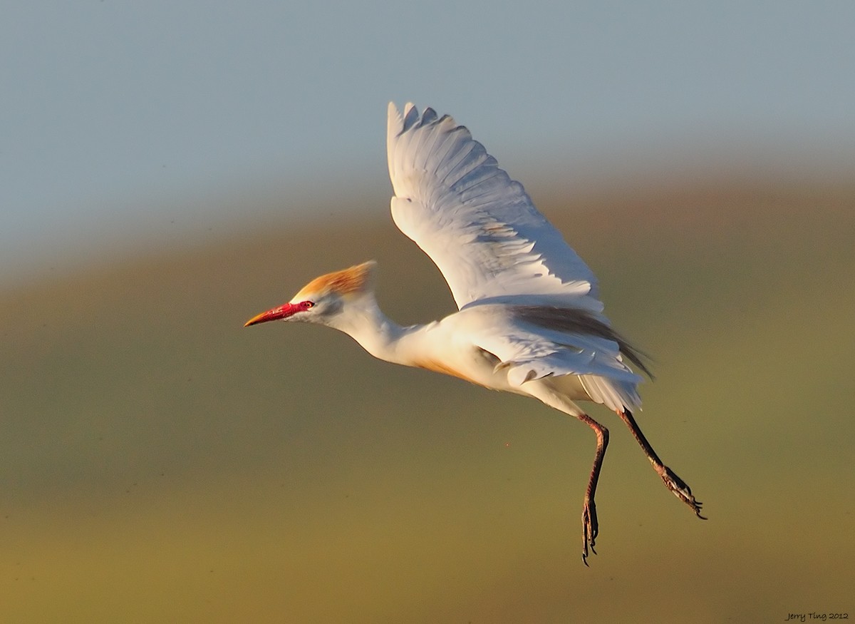 Western Cattle Egret - Jerry Ting