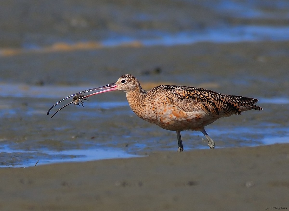 Long-billed Curlew - ML187267711
