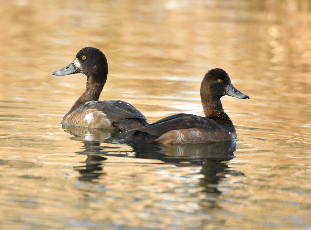 Greater Scaup - ML187269811