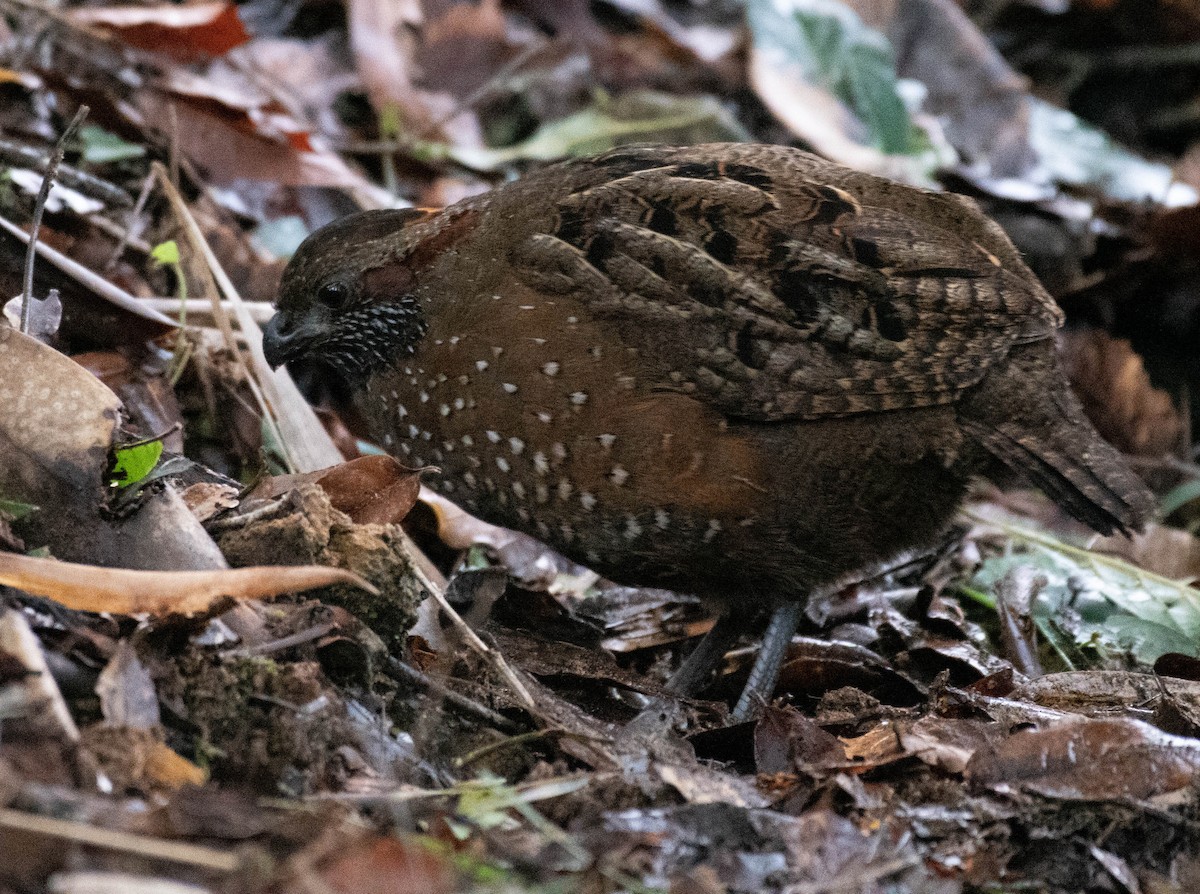 Spotted Wood-Quail - Ryan Andrews