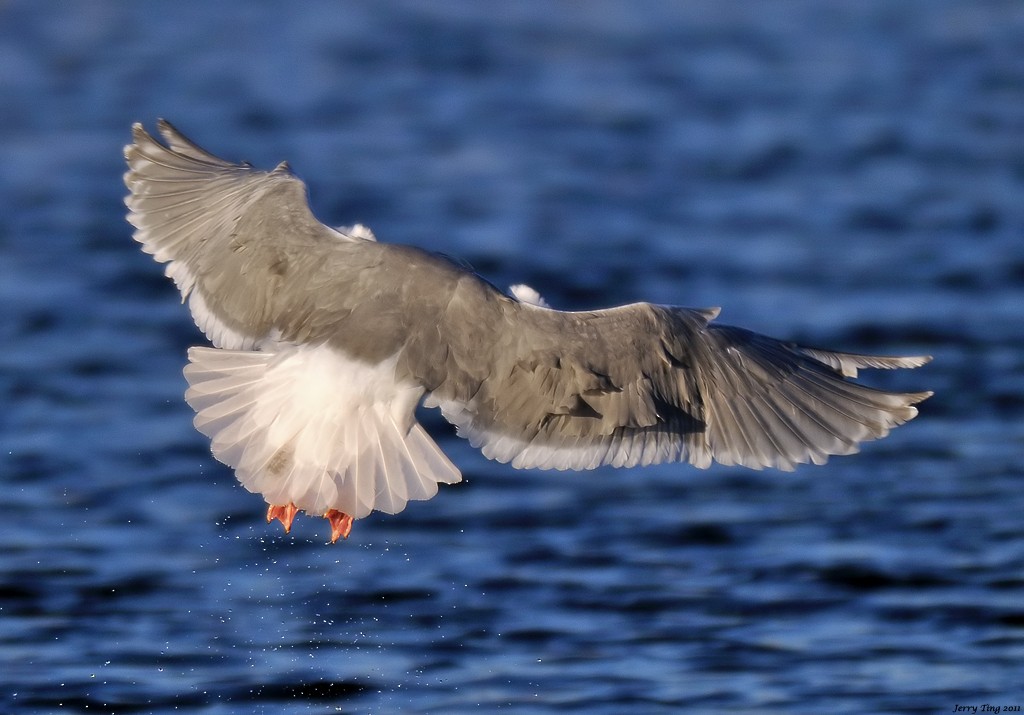 Glaucous-winged Gull - Jerry Ting