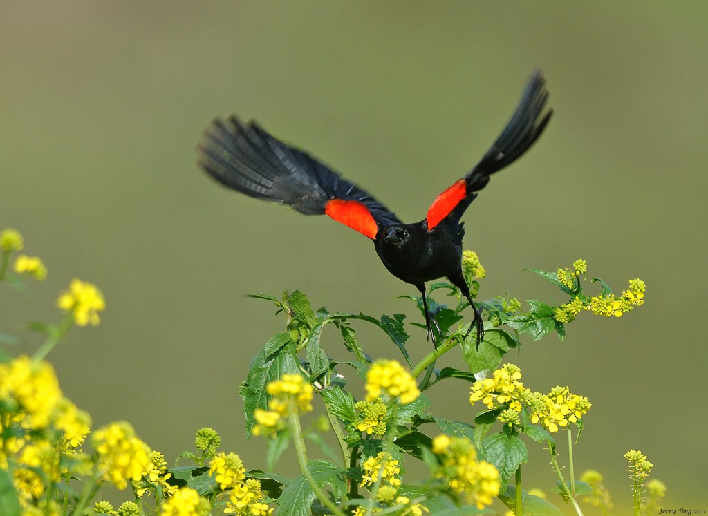 Red-winged Blackbird - ML187271271