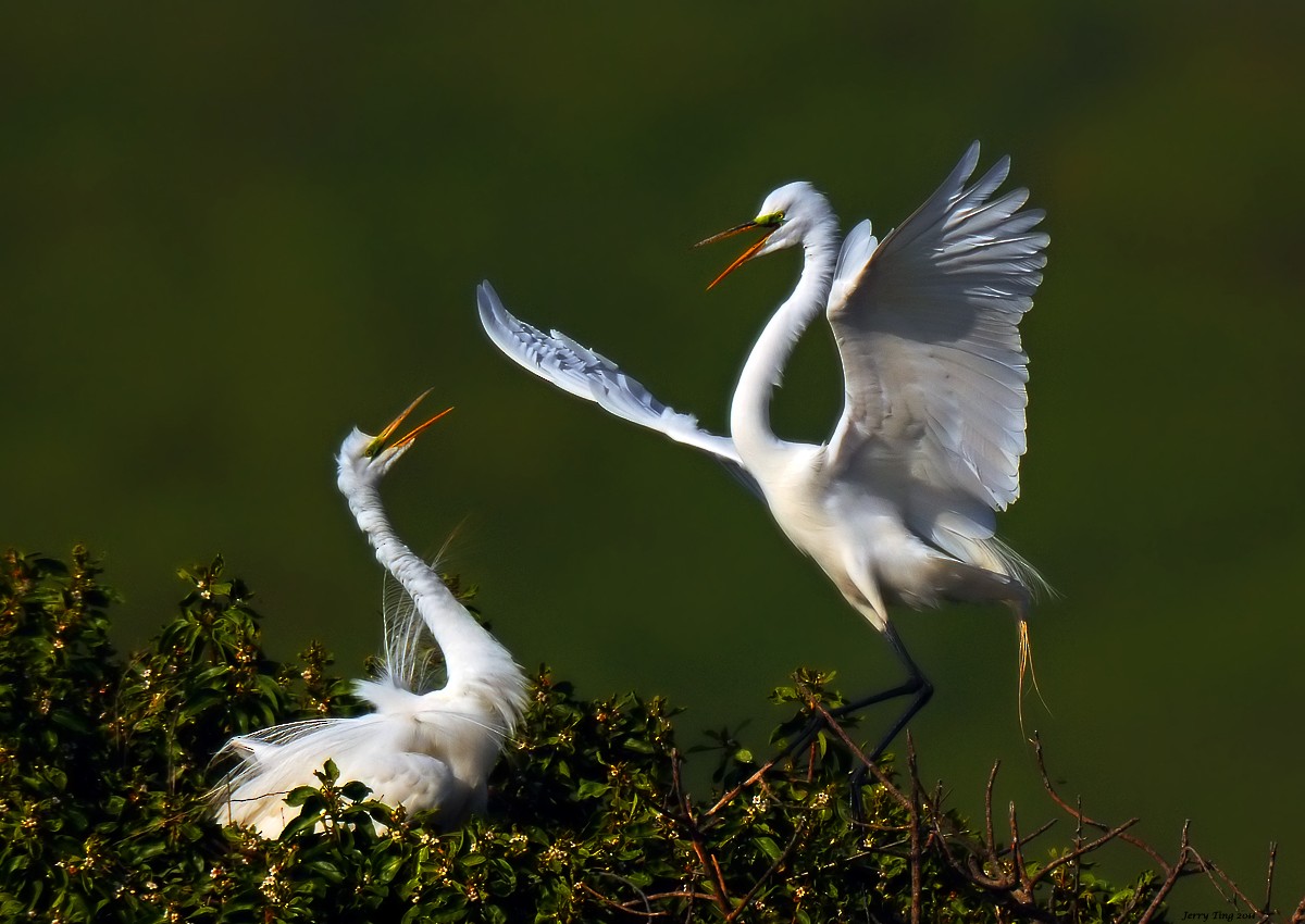 Great Egret - Jerry Ting