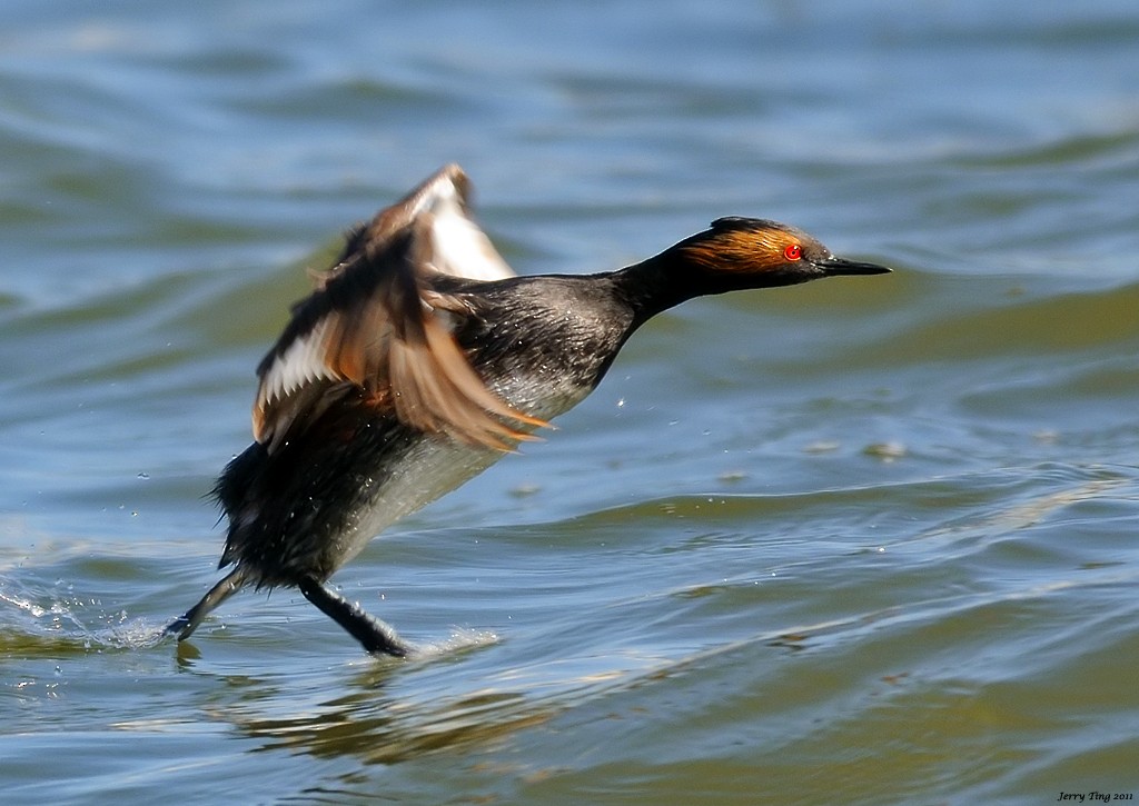 Eared Grebe - Jerry Ting