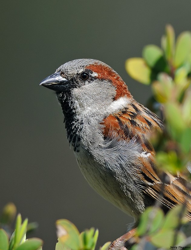 House Sparrow - Jerry Ting