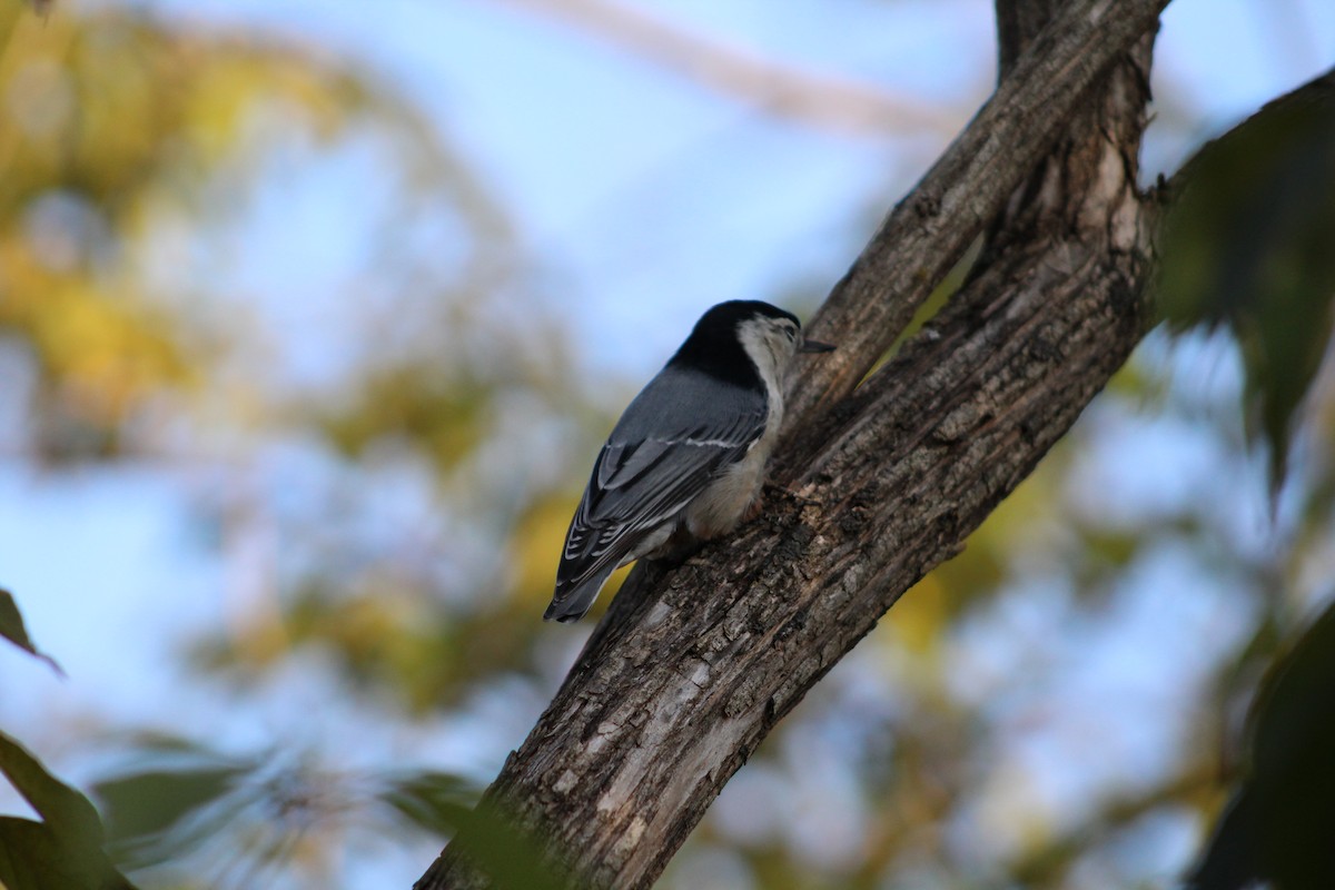 White-breasted Nuthatch - ML187273741