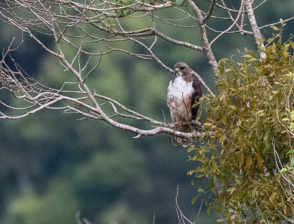 Red-tailed Hawk (costaricensis) - ML187274591