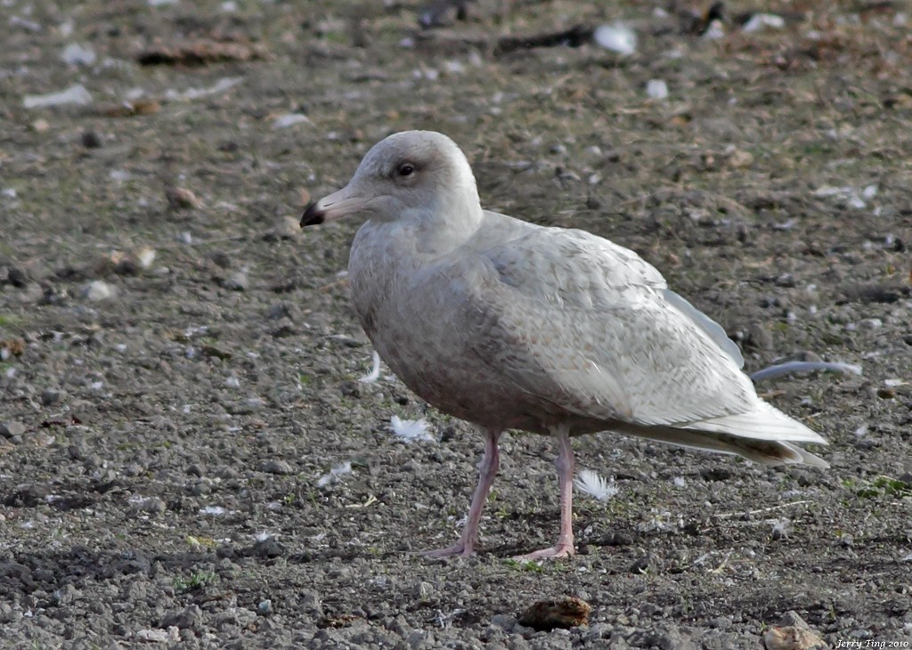 Glaucous Gull - Jerry Ting