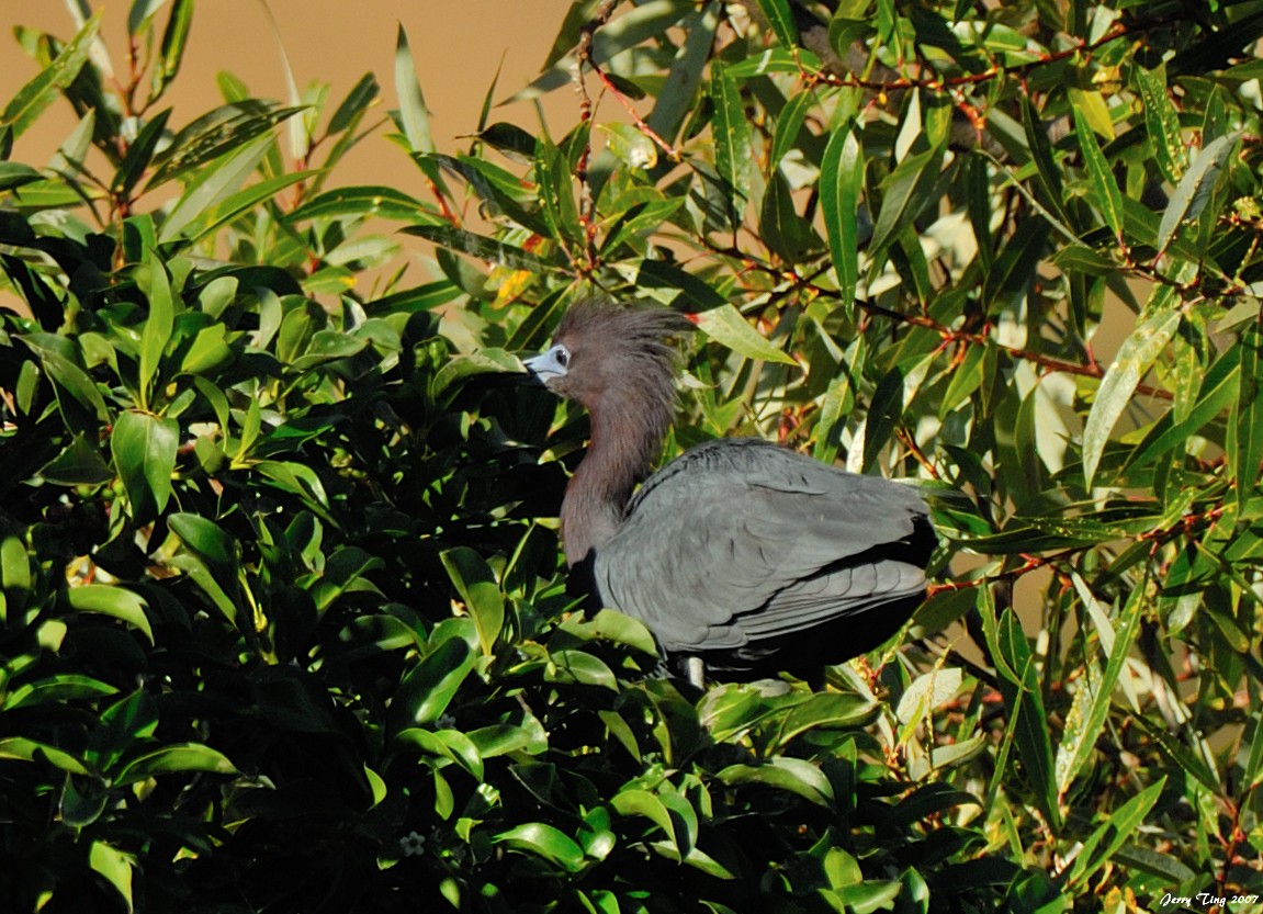 Little Blue Heron - Jerry Ting