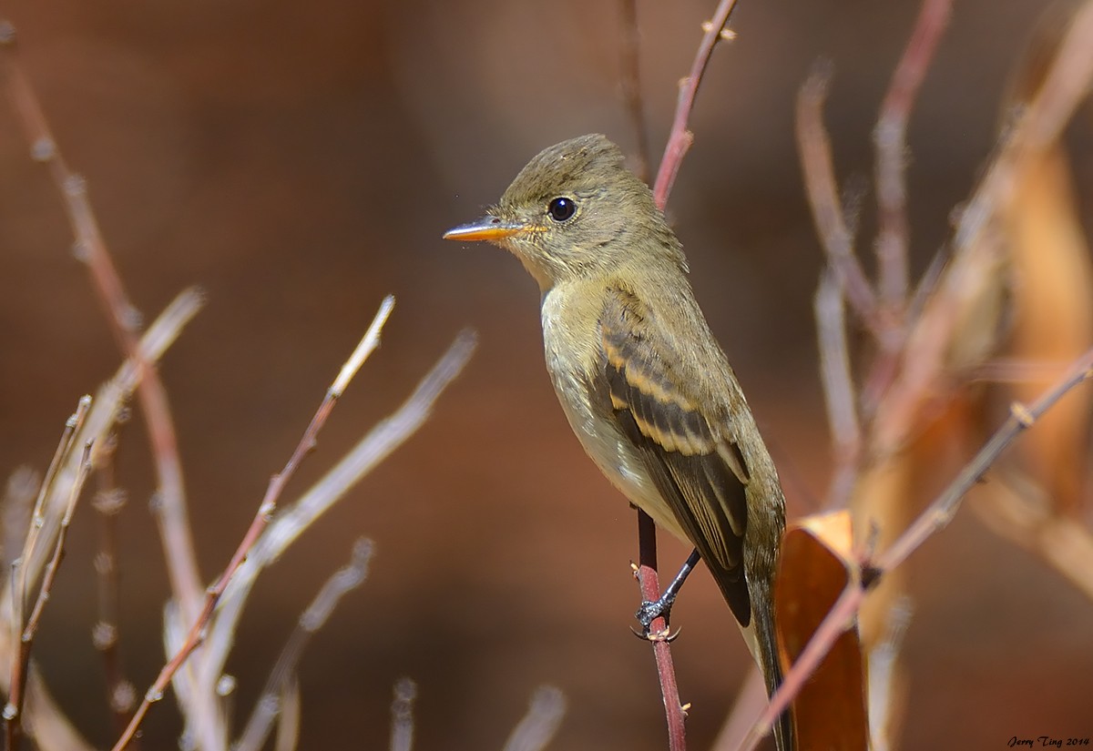 Willow Flycatcher - Jerry Ting