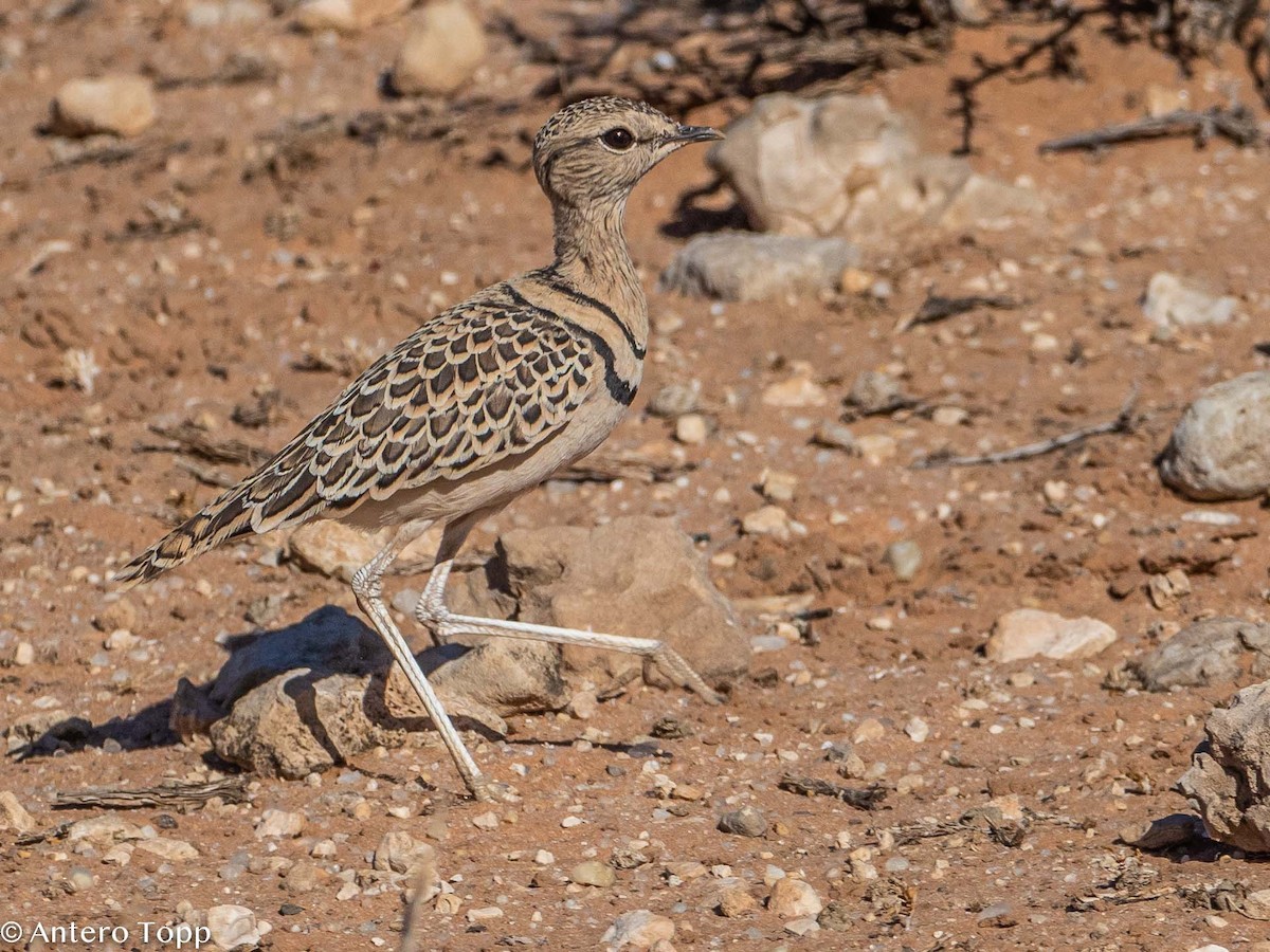 Double-banded Courser - ML187275511