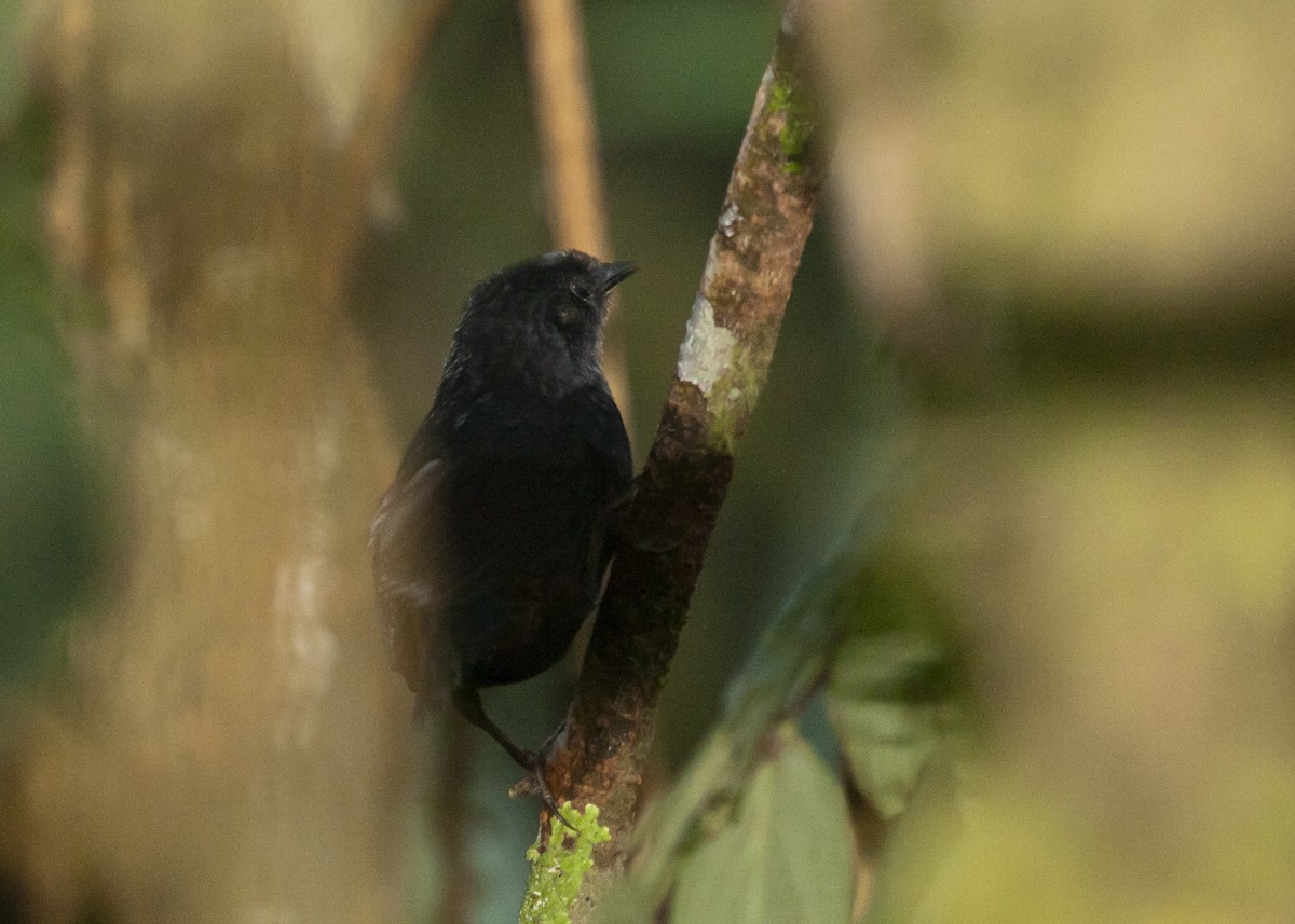 White-crowned Tapaculo - ML187279681