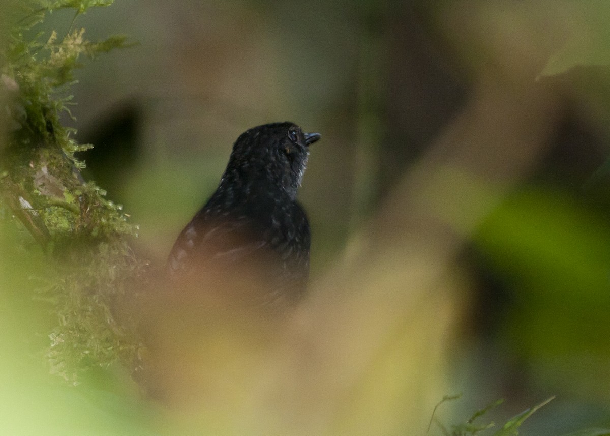 White-crowned Tapaculo - ML187279691