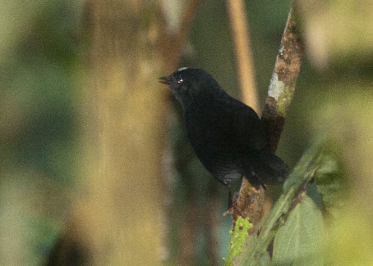 White-crowned Tapaculo - ML187279701