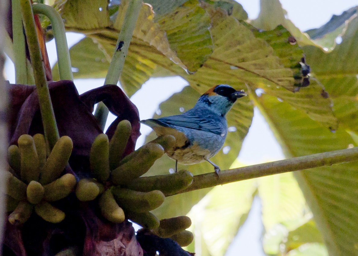 Golden-naped Tanager - ML187279971