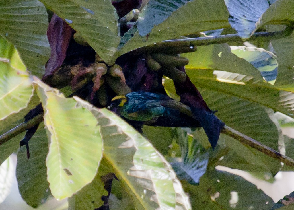 Saffron-crowned Tanager - ML187280011