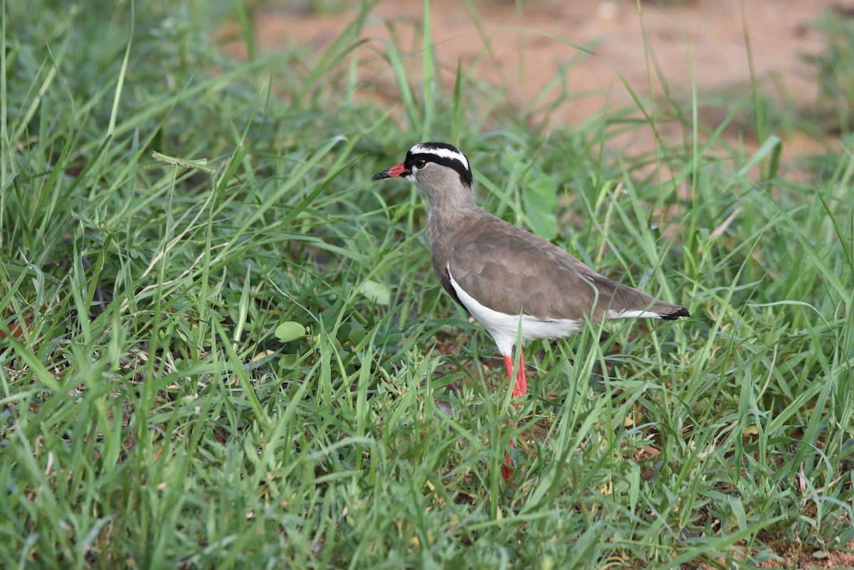 Crowned Lapwing - ML187283101