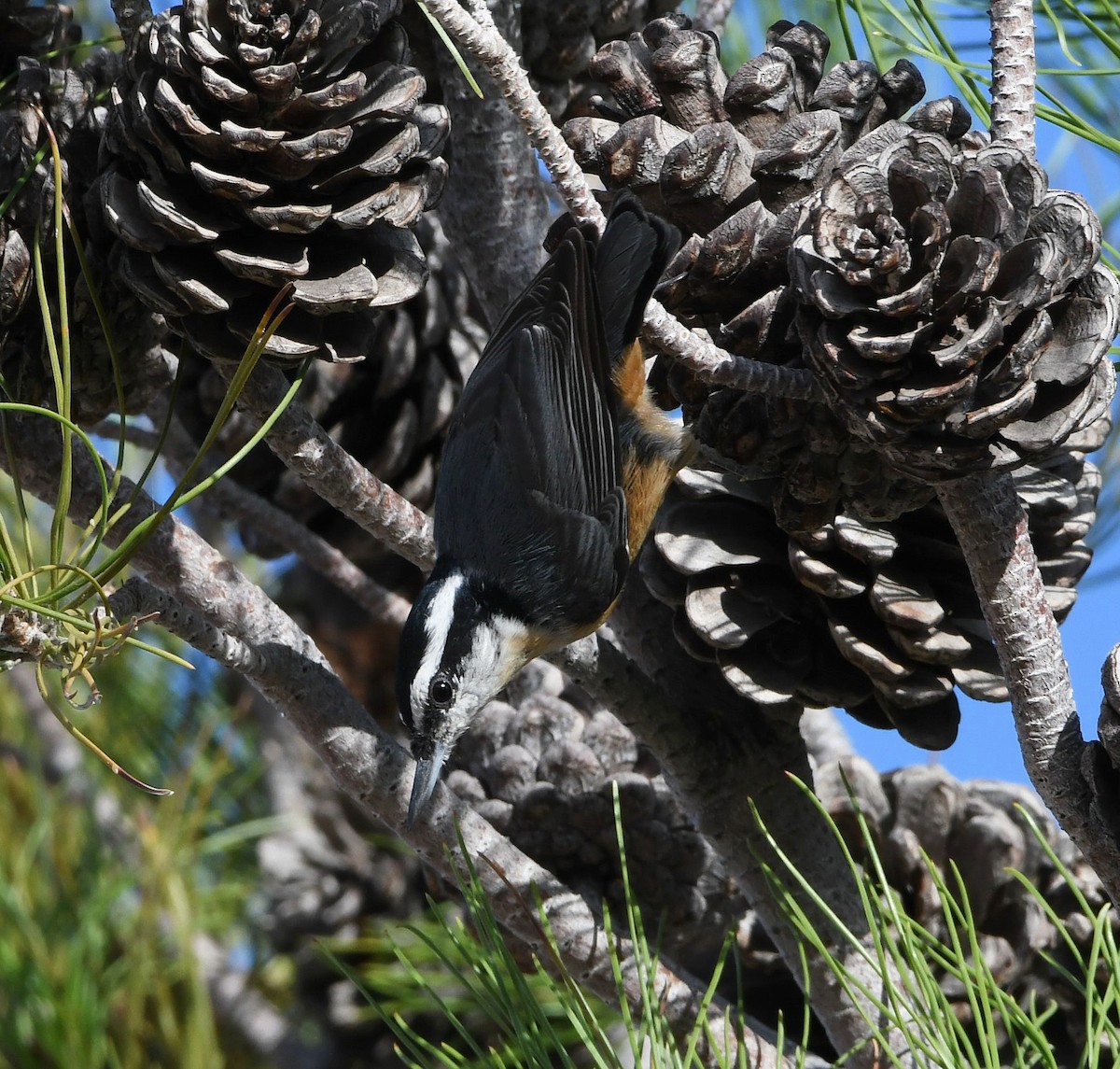 Red-breasted Nuthatch - ML187283581