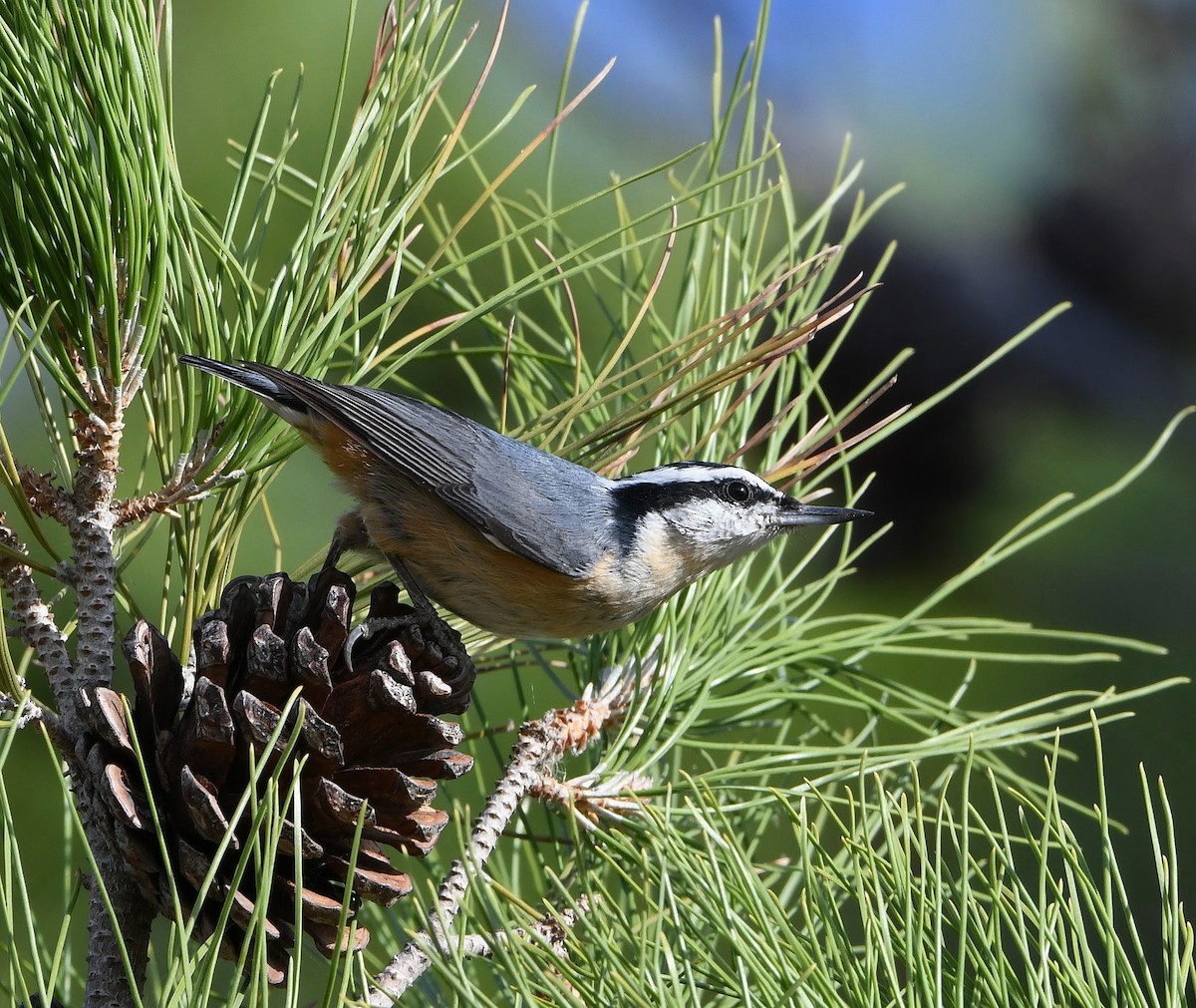 Red-breasted Nuthatch - ML187283641