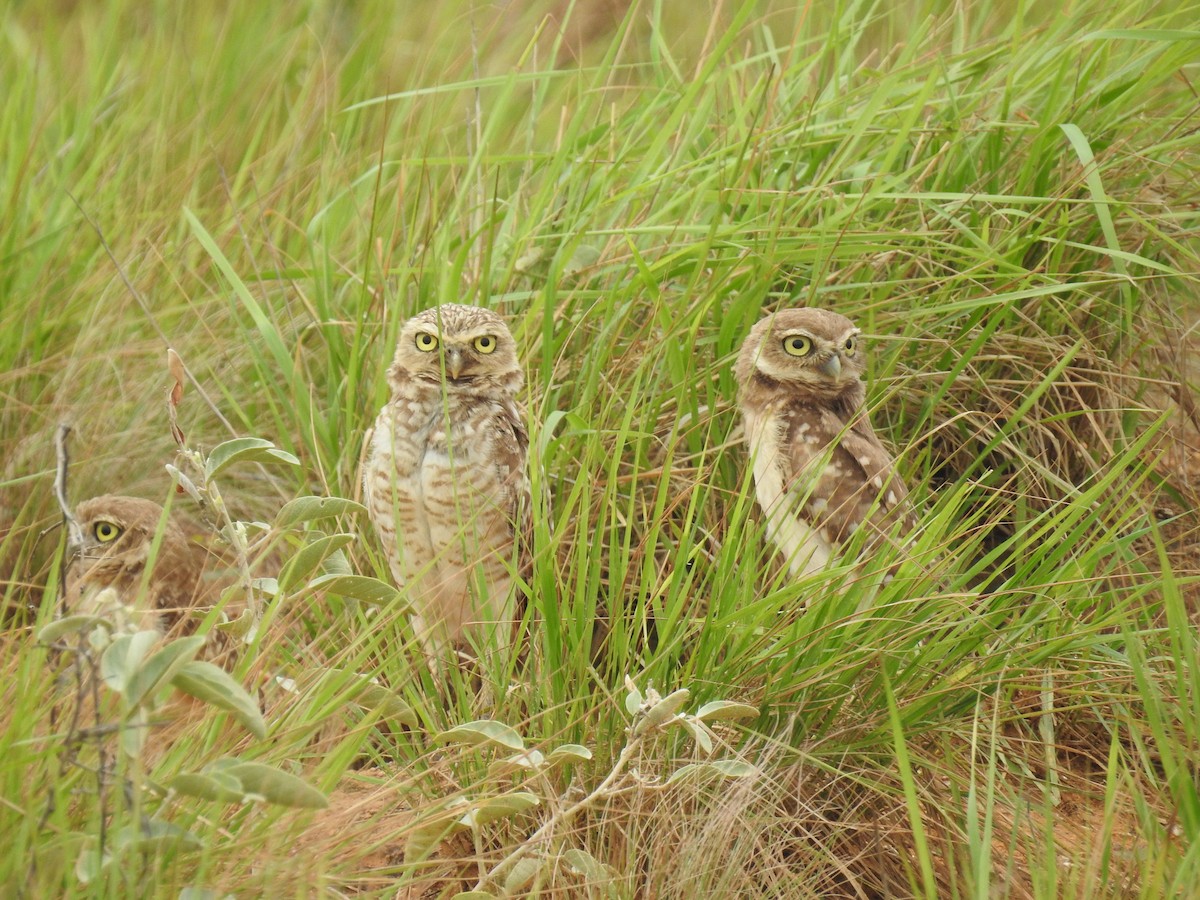Burrowing Owl - Rupununi Wildlife Research Unit