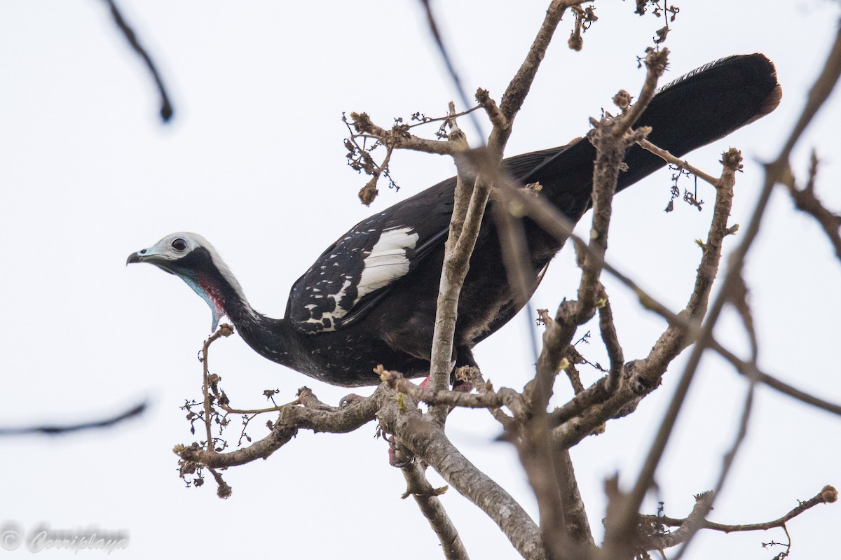 White-throated Piping-Guan - Fernando del Valle