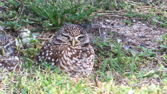 Burrowing Owl - ML187293591