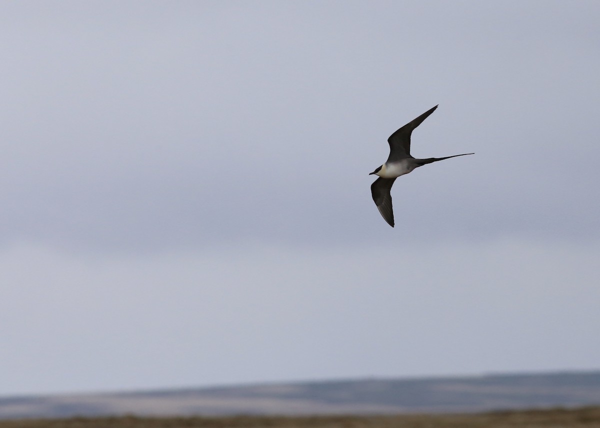 Long-tailed Jaeger - ML187294221