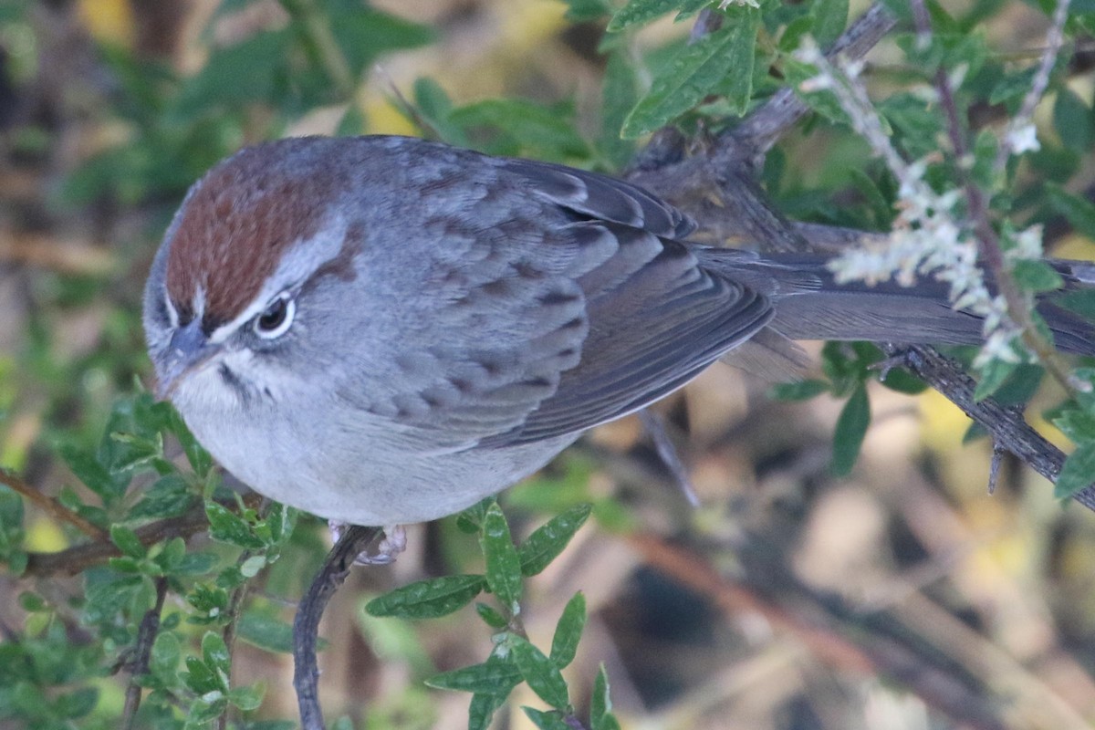 Rufous-crowned Sparrow - Galen  Stewart