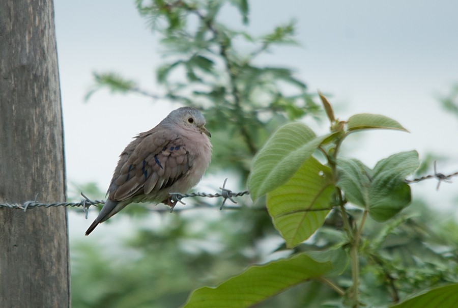 Plain-breasted Ground Dove - LUCIANO BERNARDES