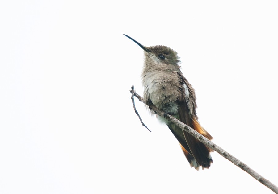 Ruby-topaz Hummingbird - LUCIANO BERNARDES