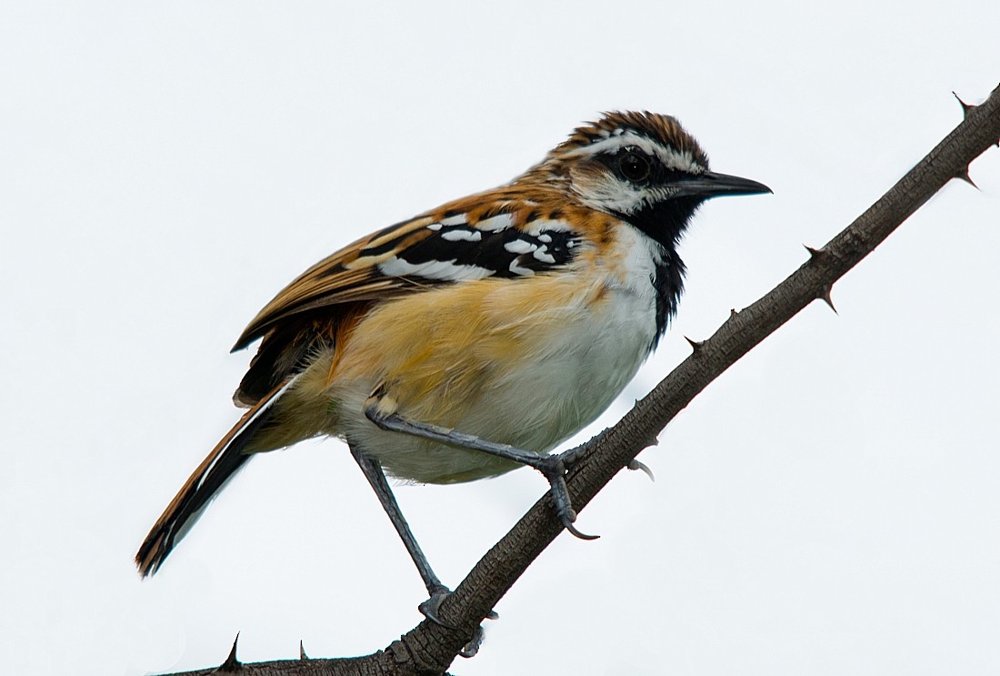 Stripe-backed Antbird - ML187297051